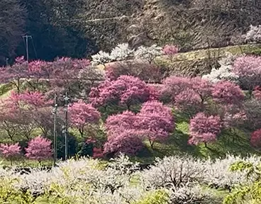 ろうかく梅園